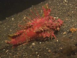 Red demon stinger, walks up sea bed slope, Indonesia  Stock Footage