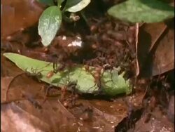 CU Army Ants (Eciton) swarming over grasshopper, Brazil Stock Footage