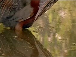 Purple Heron (Ardea purpurea) stalking, Parque Natural Sierras de Cardena y Montoro, Andalusia, Southern Spain Stock Footage