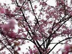 Bird and Cherry Blossoms Stock Footage