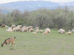 Goats and sheeps grazing on a meadow in the mountains Stock Footage