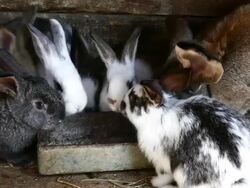 Rabbits in farm Stock Footage