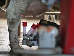 Cow starting with the milking machine. Stock Footage