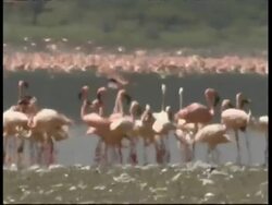 MS Group of Flamingos in Bulgaria Lake, Heat haze, Kenya Stock Footage