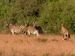 LS Cheetah watching Zebras / South Africa Stock Footage