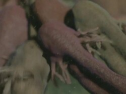 Tadpoles of Common Frog (Rana temporaria) with gills Stock Footage