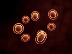 Cells Multiplying or Mitosis Orange Stock Footage