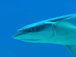Remora, Echeneidae, freeswiming, underwater, Bahamas  Stock Footage