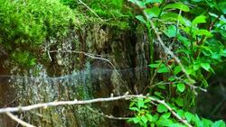Tree stump in the forest Stock Footage