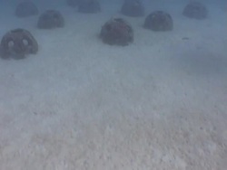 Artificial Cement Reef Balls intended to promote reef building, Maldives Stock Footage