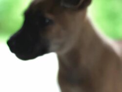 Puppy Cute Domestic Stock Footage