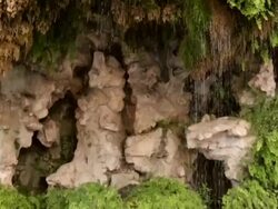 MS TD Shot of water dripping through fern / Callian, Provence Alpes Cote, France  Stock Footage
