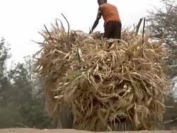 Cattle cart full of straw Stock Footage