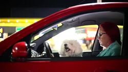 dog in a car looking through window Stock Footage