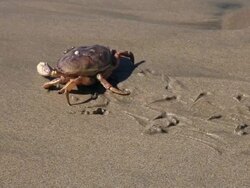 Crab Stock Footage