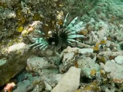 Beautifully dangerous Stock Footage