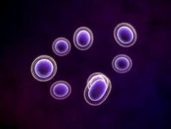 Cells Multiplying or Mitosis Purple Stock Footage