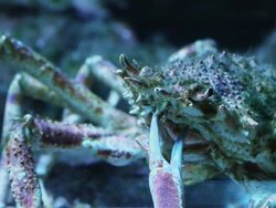 Spider Crab Stock Footage