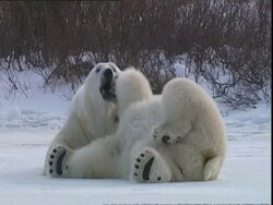 Polar bears (Ursus maritimus) lying on snow, flirting, near Churchill, Manitoba, Canada Stock Footage