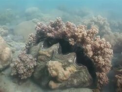 MS Giant clam surrounding by waving coral in great barrier reef  AUDIO / Queensland, Australia Stock Footage