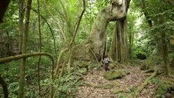 Netherlands, Oranjestad, Sint Eustatius Island, Dutch Caribbean. The Quill National Park. Woman hiking. Kapok or Silk Cotton Tree ( Ceiba Pentandra ) Stock Footage