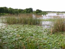 Wetland Landscape With Lily Pads Stock Footage