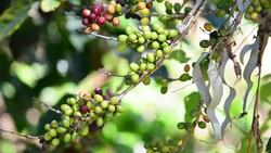 Coffee crop Stock Footage