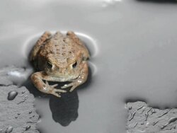 Frog Stock Footage