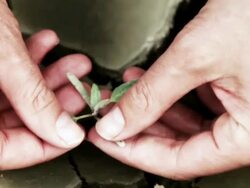 CU Man cleaning  plant with his fingers   / Corsept, Loire Atlantique, France Stock Footage
