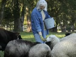 Senior Farmer Feeding Sheep and Cows in Pasture / Richmond. Virginia, USA  Stock Footage