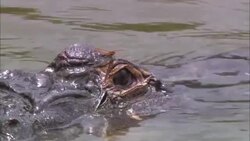 A dragonfly rests on the eye of a partially submerged alligator in a Florida swamp. Stock Footage