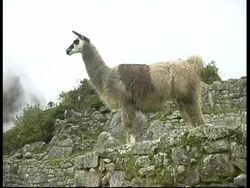 Llama scratching on terrace, Machu Picchu, MS, Peru Stock Footage