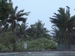Palm Trees Blow In Hurricane Wind Stock Footage