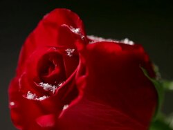 Close-Up Snow On Rose Stock Footage