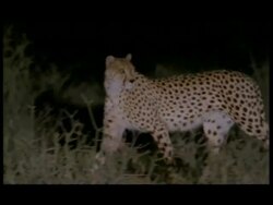 MS Pan left, Cheetah (Acinonyx jubatus) walking through grass at night, Botswana Stock Footage