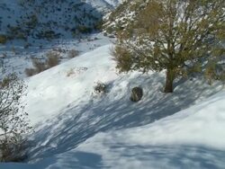 WS TOO View of tree and mountain during winter / Mount Hermon, Upper Galilee, Isarel Stock Footage