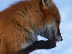 Licking fox Stock Footage