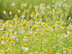 Chinese herbs Stock Footage