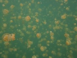 Snorkeling, Jellyfish Lake, Palau, Micronesia Stock Footage