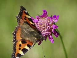 SLOW MOTION: Painted Lady Butterfly Stock Footage