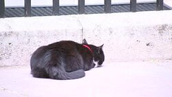 Cat snoozing on Whitehall steps News Clip