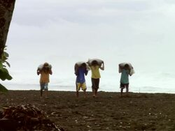 MS Men removing turtle eggs / Guanacaste, Costa Rica Stock Footage