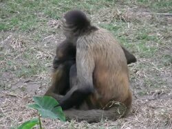 Monkeys huddle together to keep wrm Stock Footage