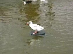 The goose Stock Footage