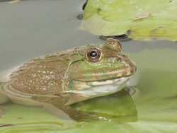 Frog in pond Stock Footage
