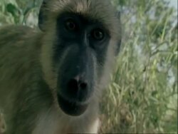 CU Baboon looking inquisitively to camera, moving towards camera, Tanzania Stock Footage