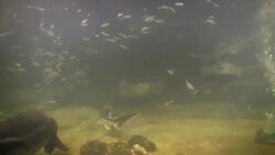 A stingray swims among various fish above the ocean floor. Stock Footage