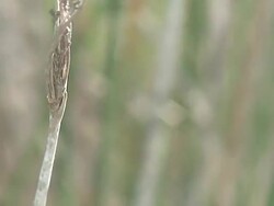 Dragonflies Stock Footage