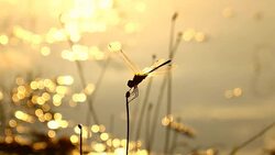 Dragonfly slow motion Stock Footage