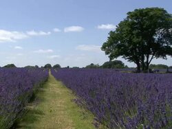 Field of Lavender Stock Footage